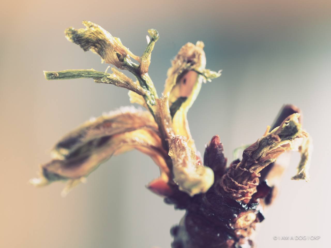 f:id:OKP:20200427174441j:plain