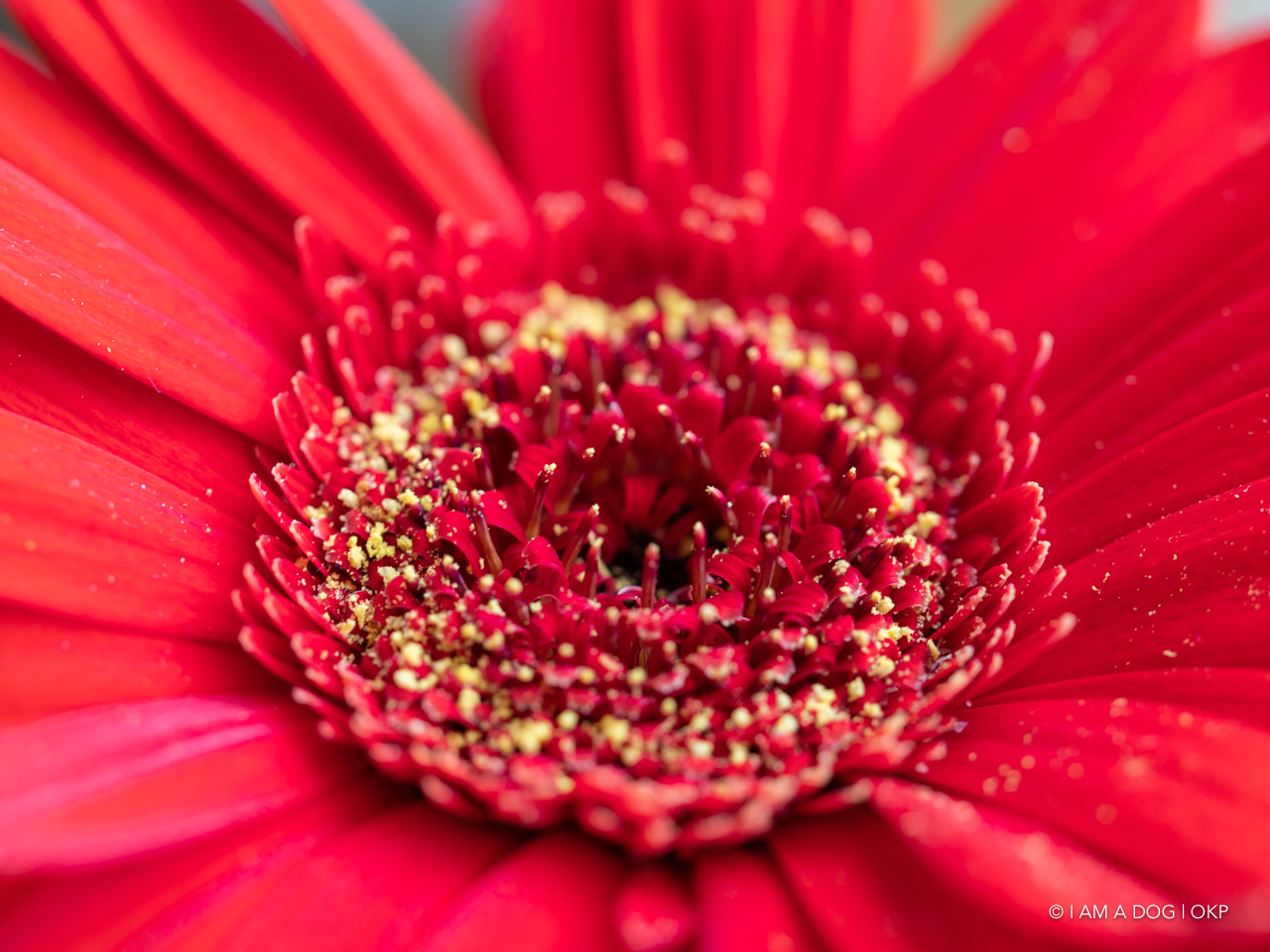 f:id:OKP:20200507234633j:plain