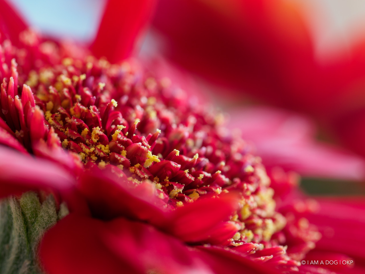 f:id:OKP:20200507234638j:plain