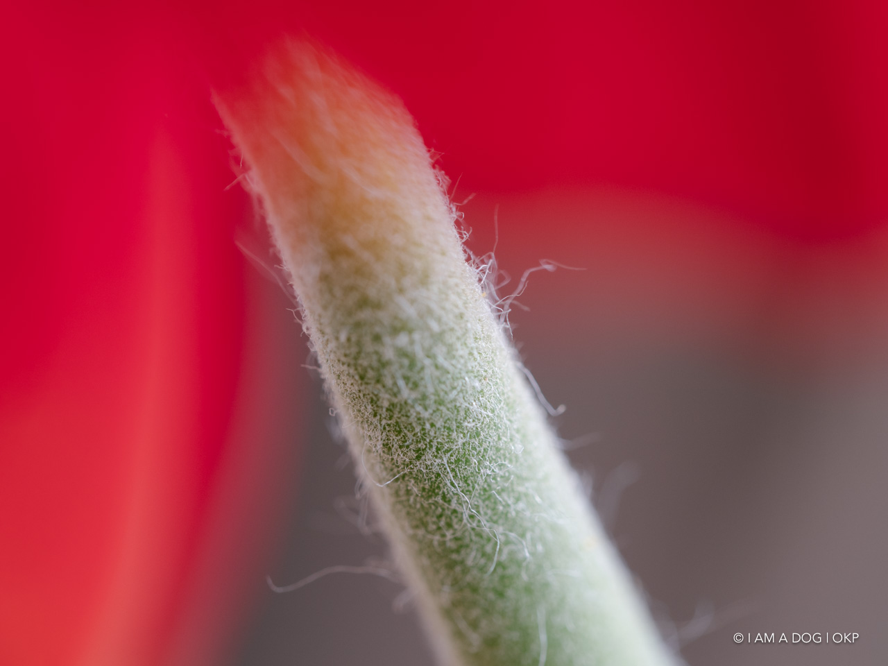 f:id:OKP:20200507234648j:plain