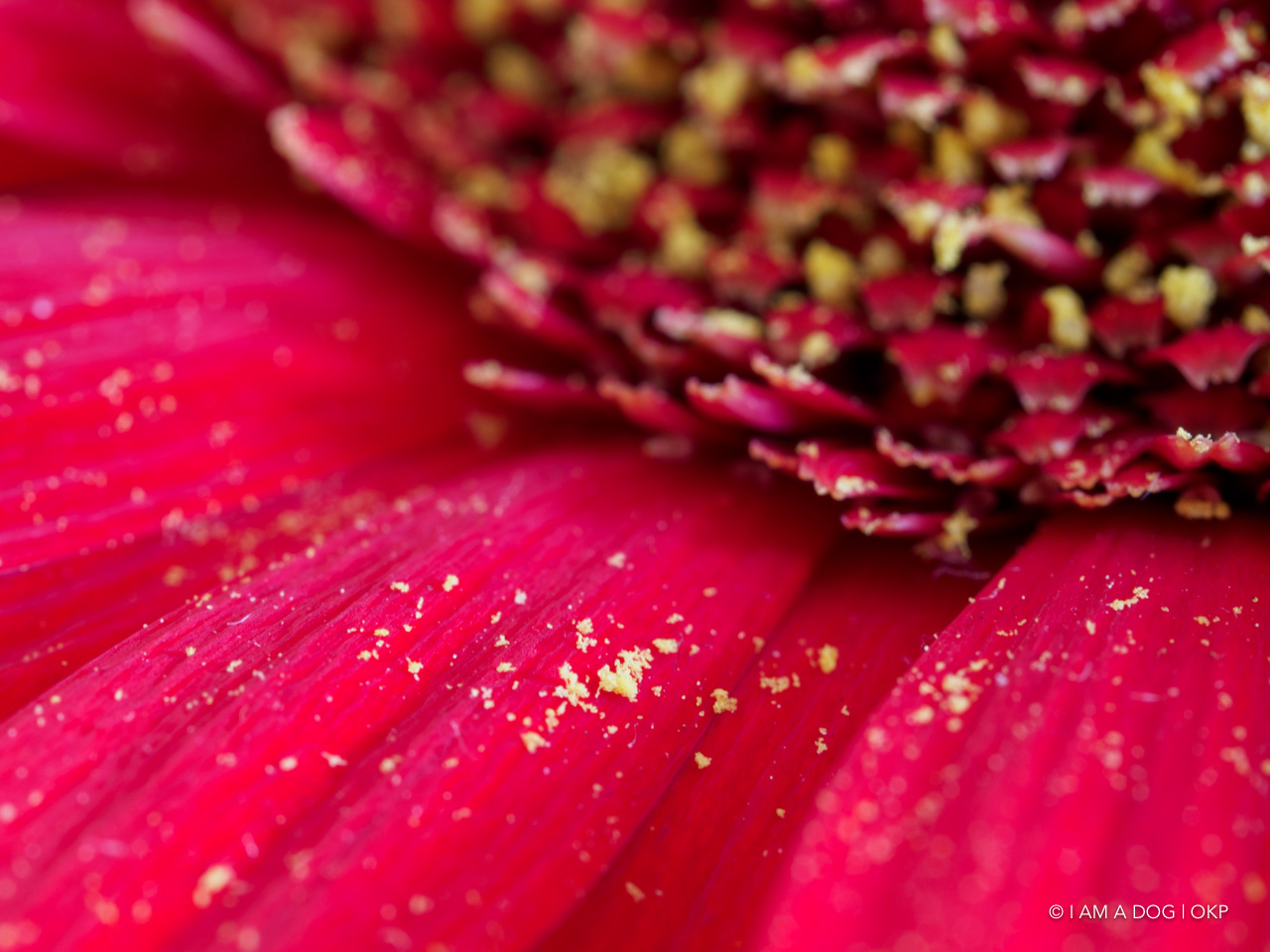 f:id:OKP:20200507234653j:plain