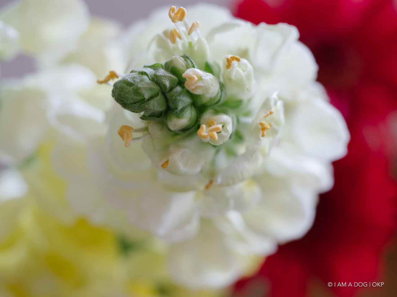 f:id:OKP:20200507234701j:plain