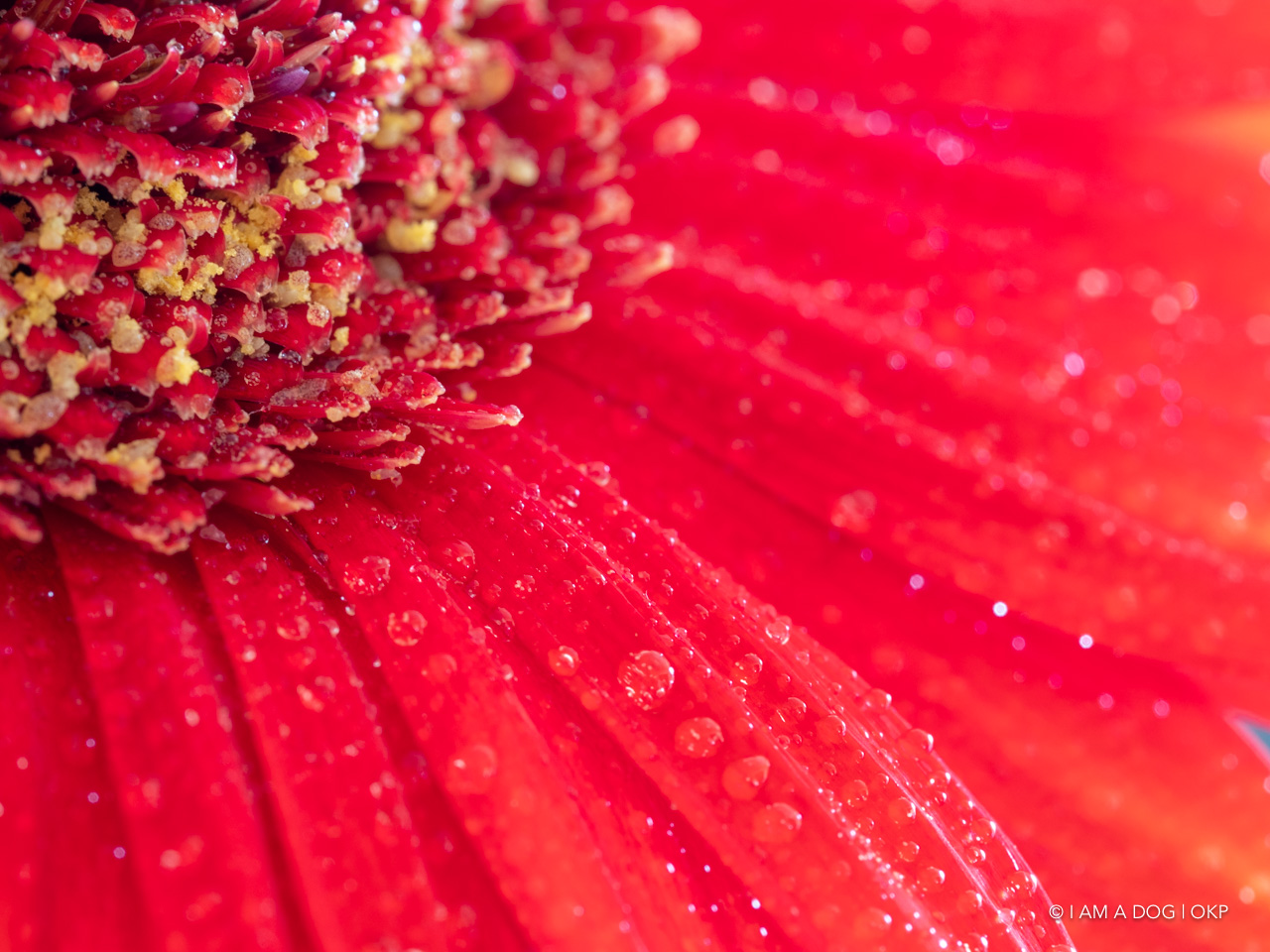 f:id:OKP:20200507234706j:plain