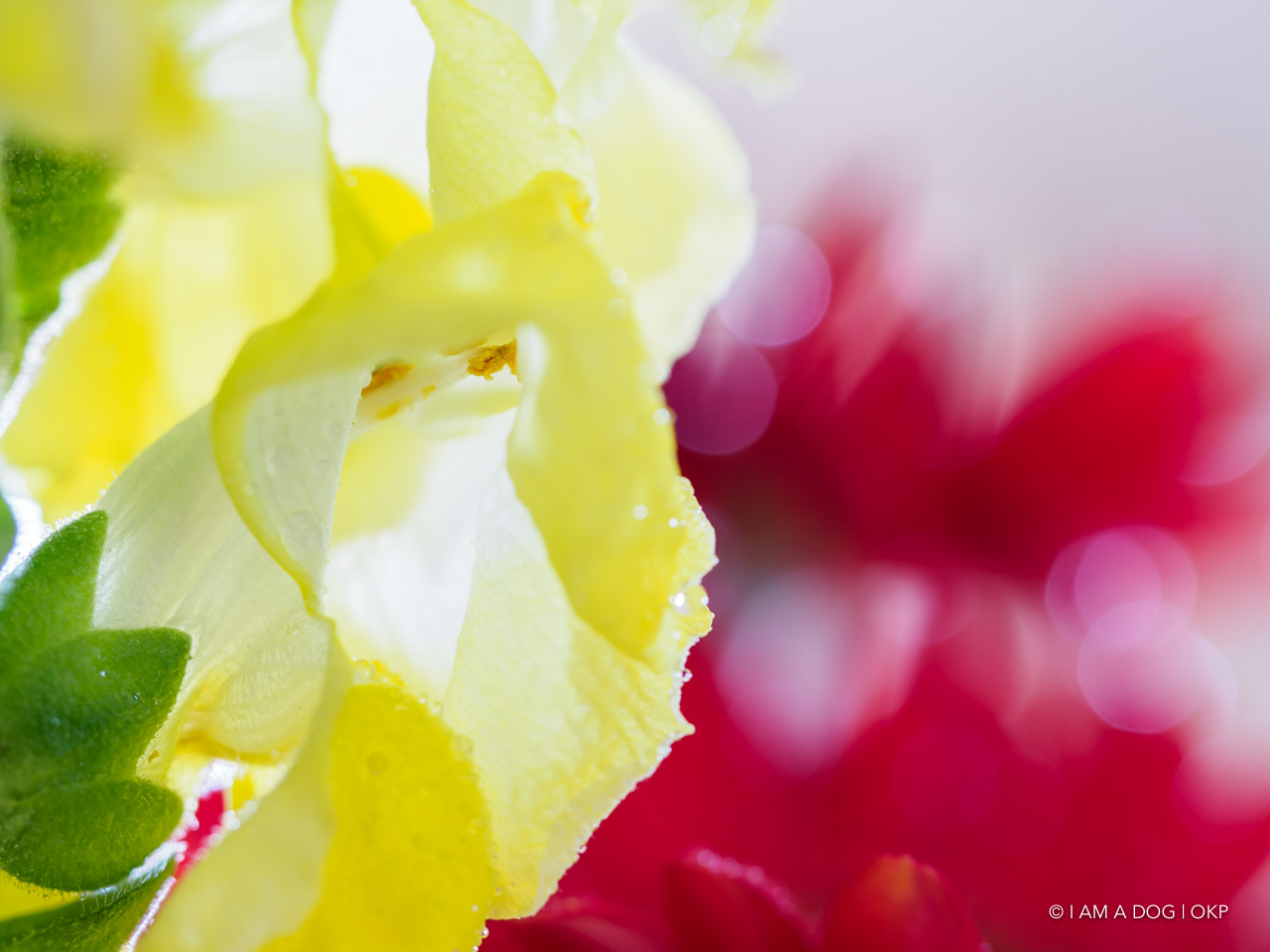 f:id:OKP:20200507234710j:plain