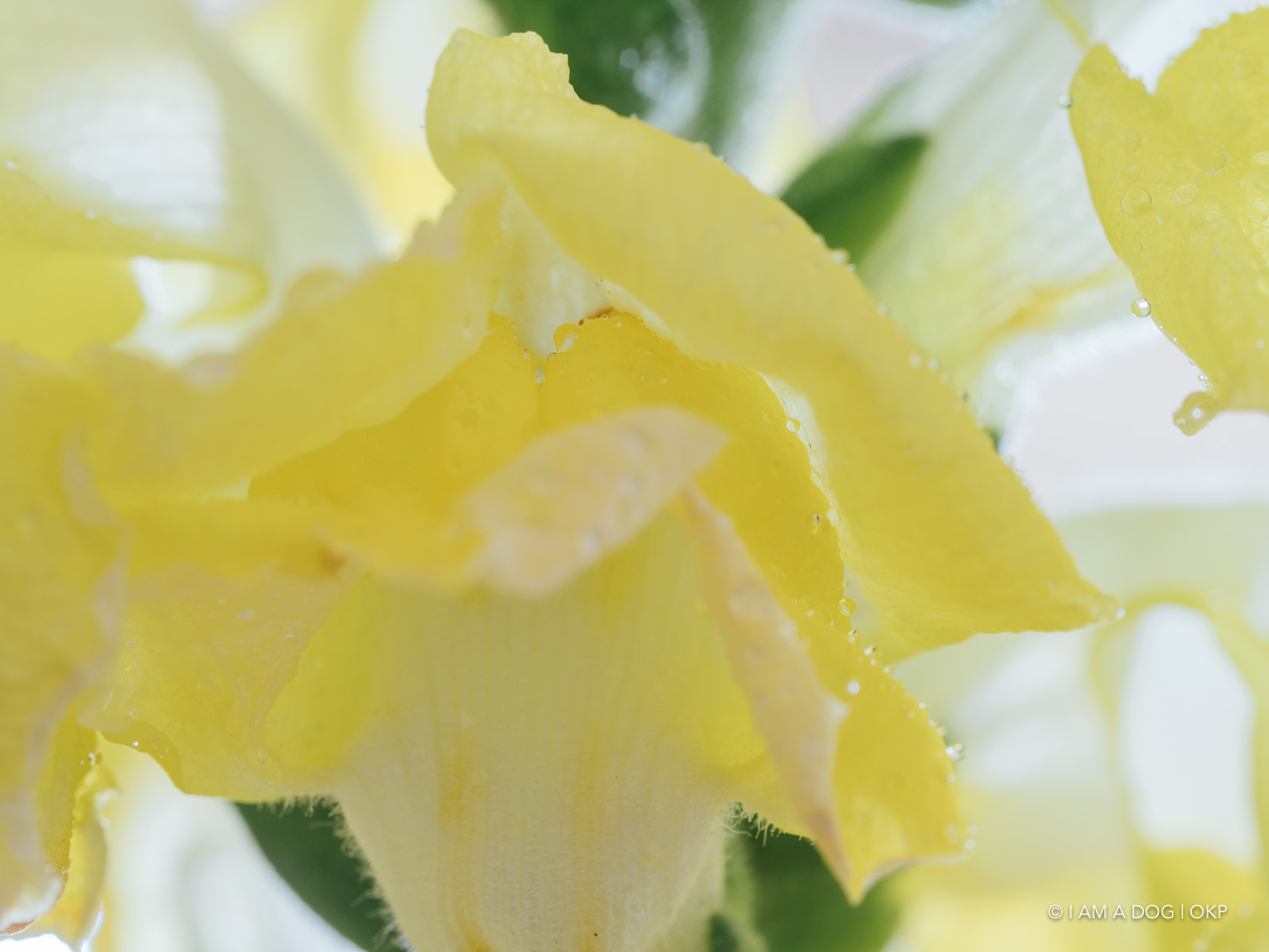 f:id:OKP:20200507234714j:plain