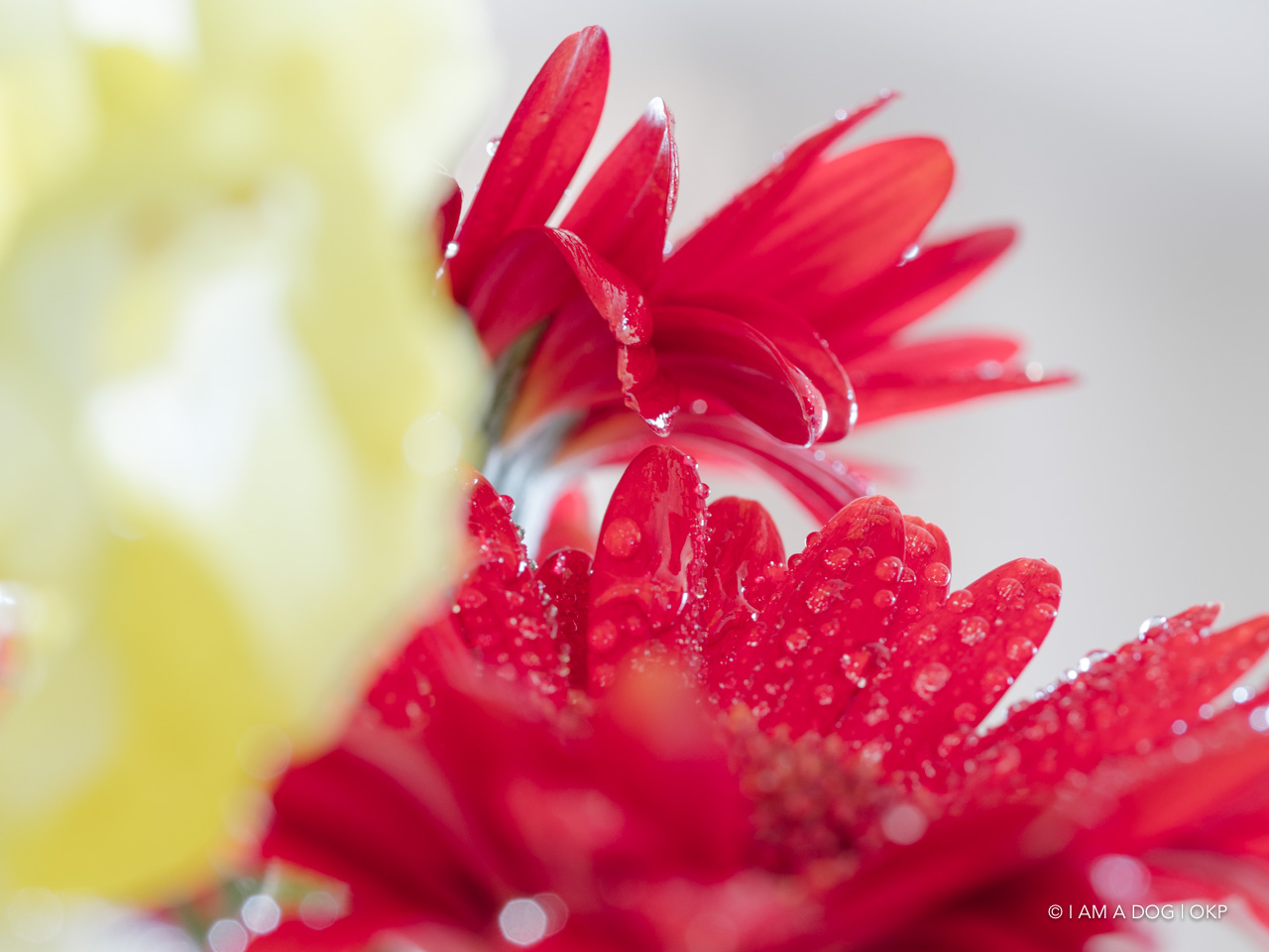 f:id:OKP:20200507234724j:plain