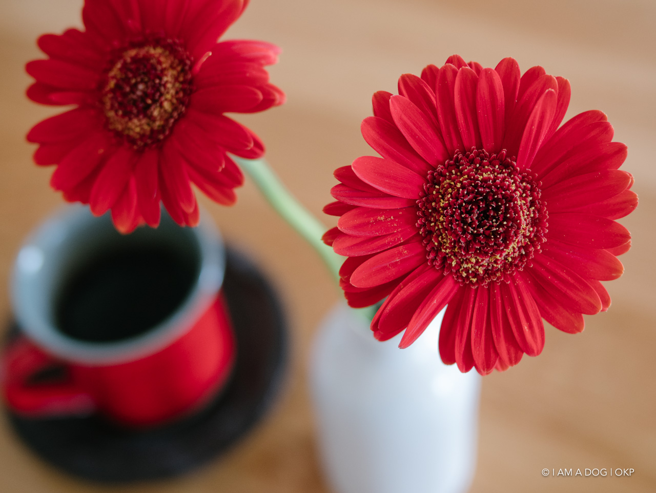 f:id:OKP:20200507234744j:plain