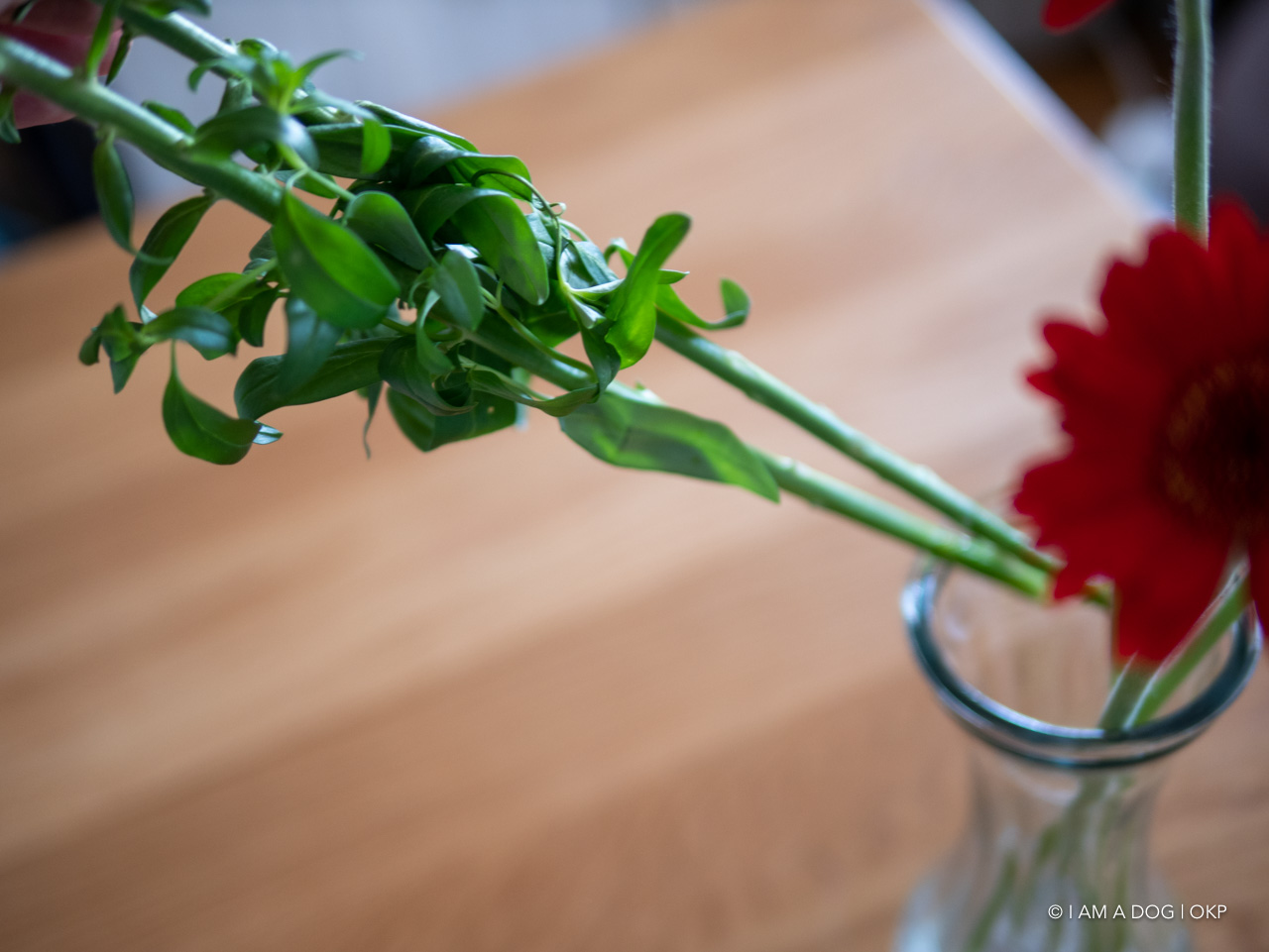 f:id:OKP:20200507234755j:plain