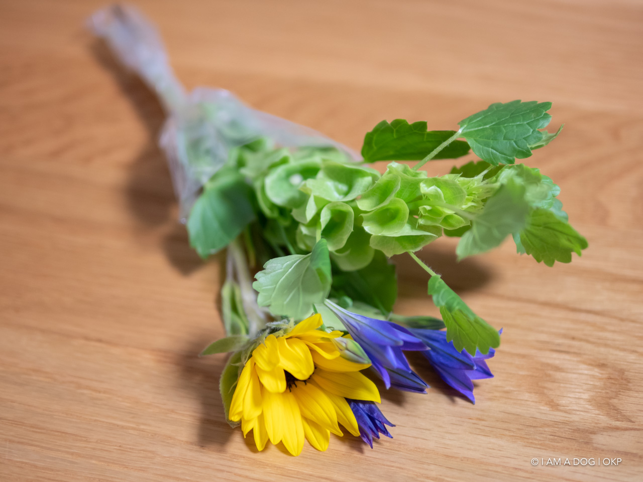 f:id:OKP:20200519003420j:plain