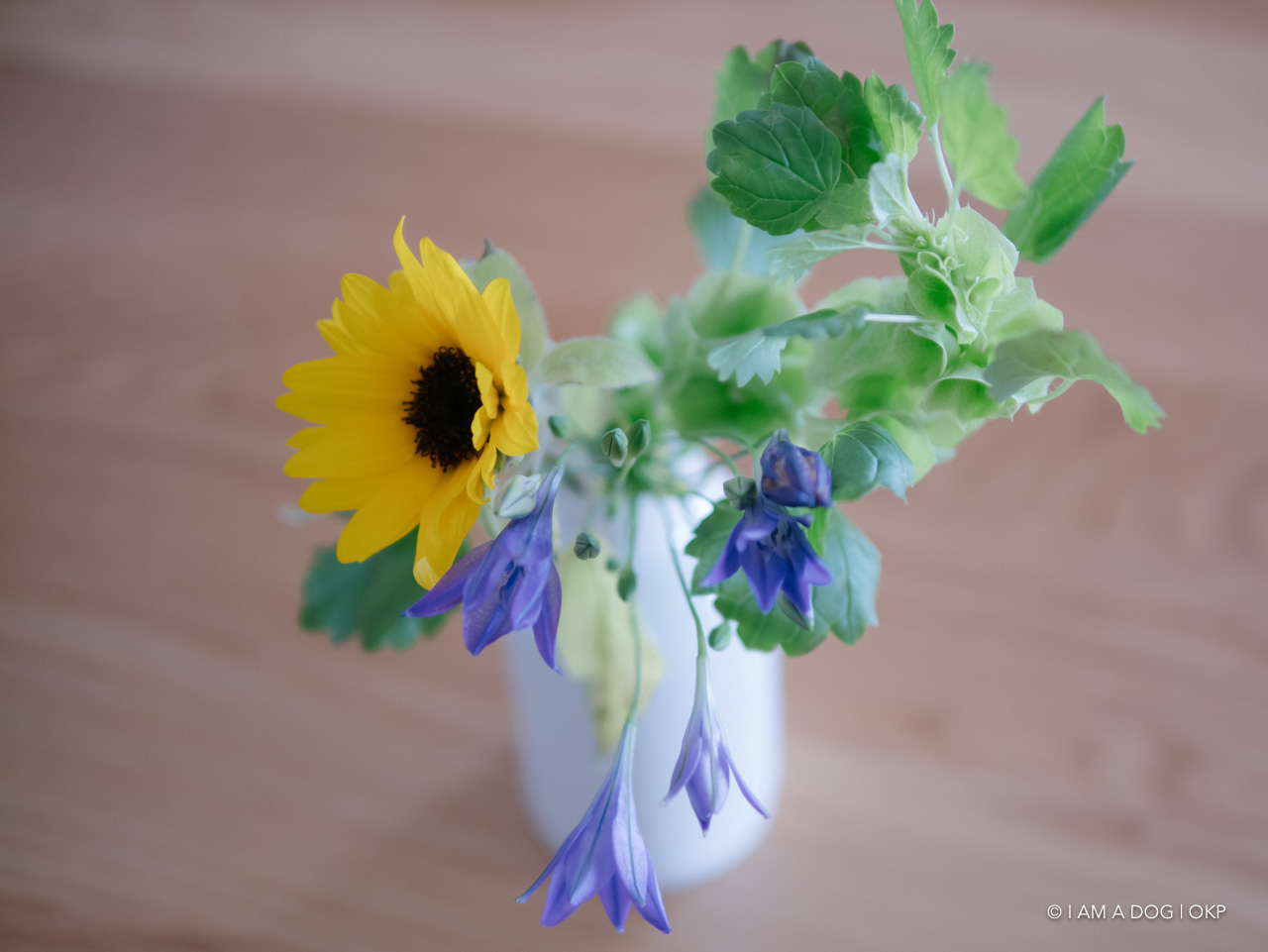 f:id:OKP:20200519003443j:plain