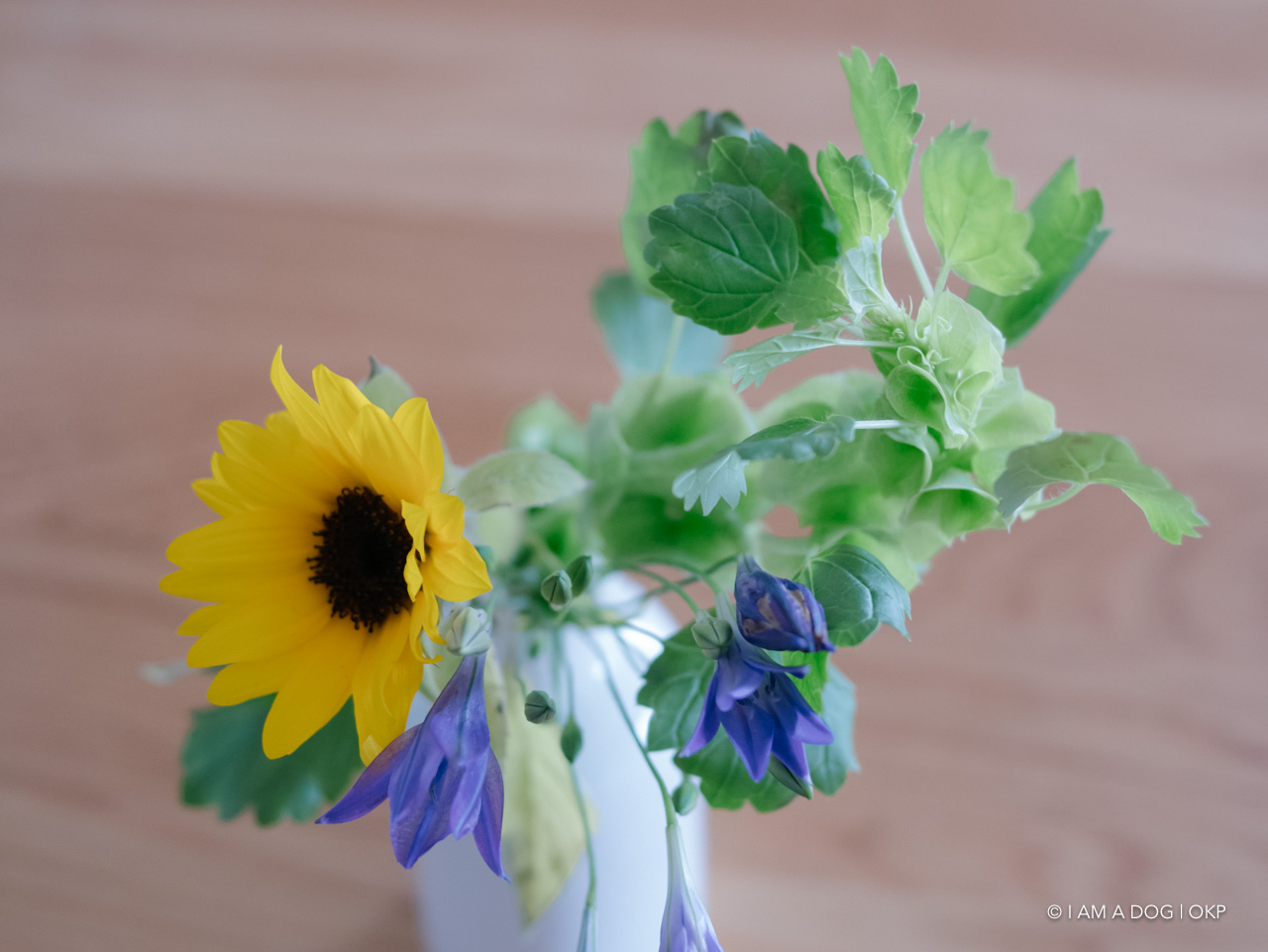 f:id:OKP:20200519003448j:plain