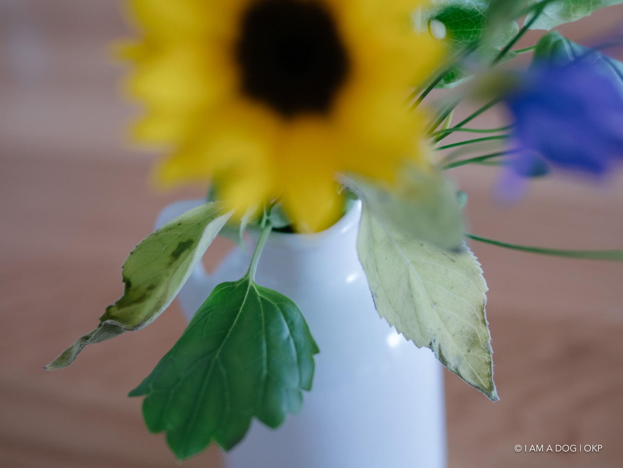 f:id:OKP:20200519003457j:plain