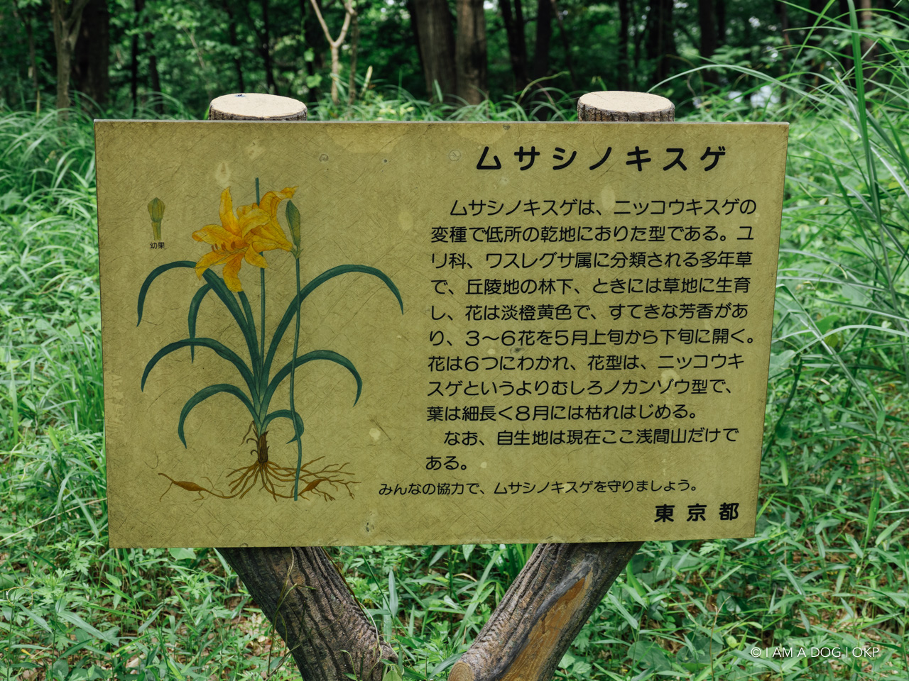 f:id:OKP:20200601164417j:plain