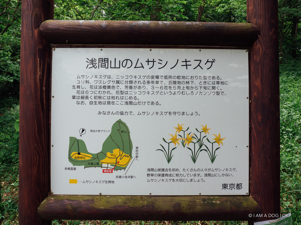 f:id:OKP:20200601164625j:plain