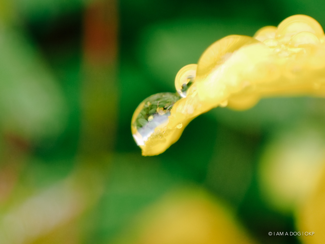 f:id:OKP:20200601231405j:plain