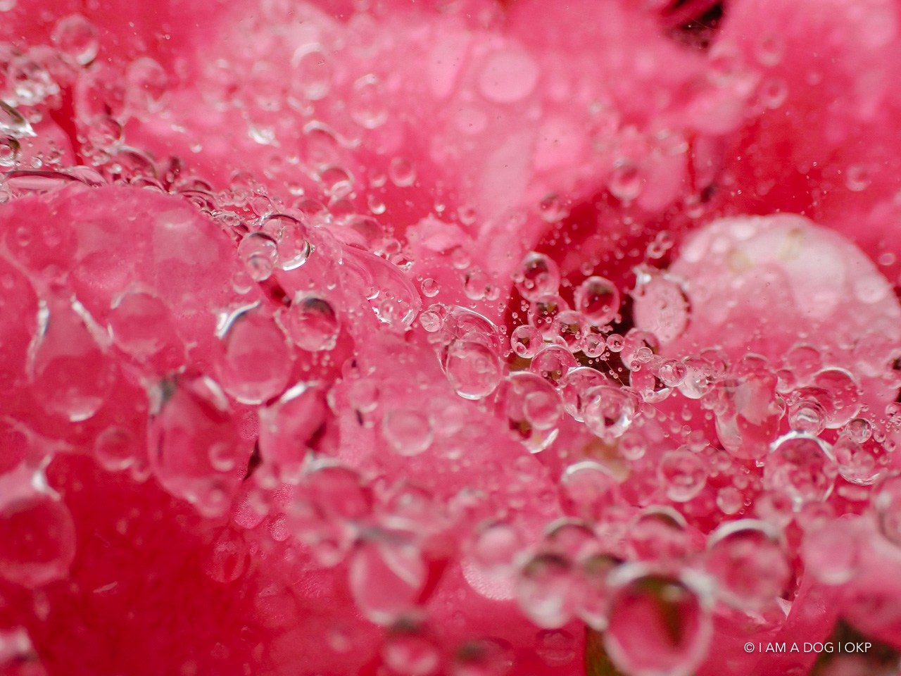 OLYMPUS Tough TG-6とLG-1で遊ぶ、雨の日お手軽マクロ撮影 - I AM A DOG