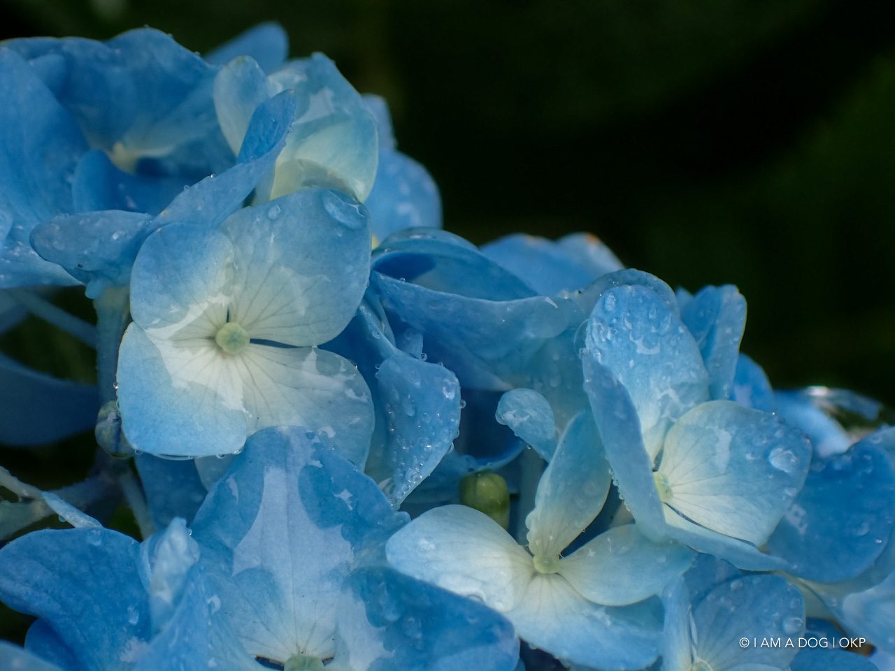 f:id:OKP:20200601231538j:plain