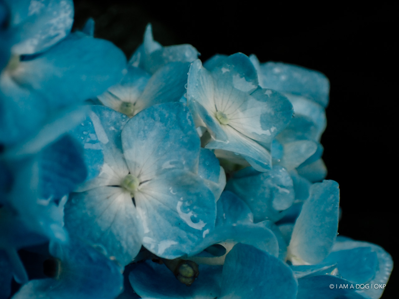 f:id:OKP:20200601231543j:plain