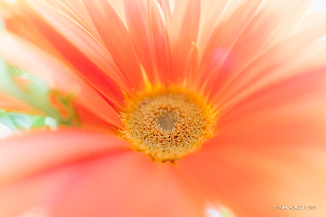 f:id:OKP:20200701111509j:plain