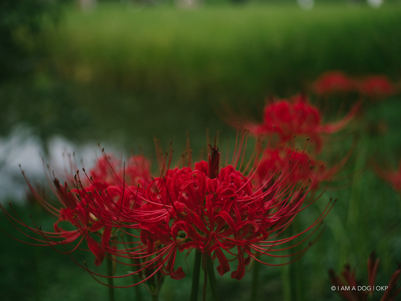 f:id:OKP:20200918002124j:plain