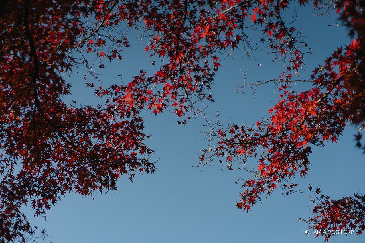 f:id:OKP:20201205173106j:plain