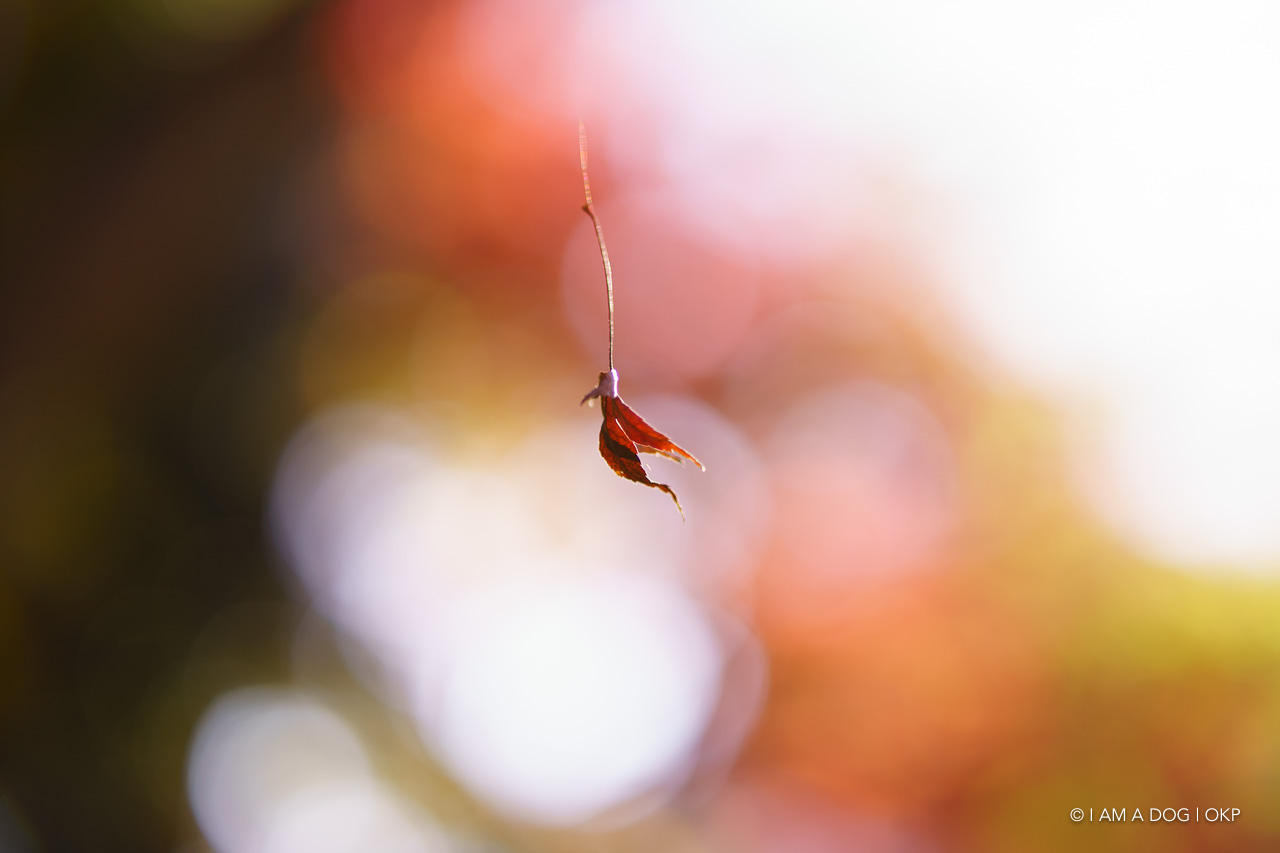 f:id:OKP:20201205173119j:plain