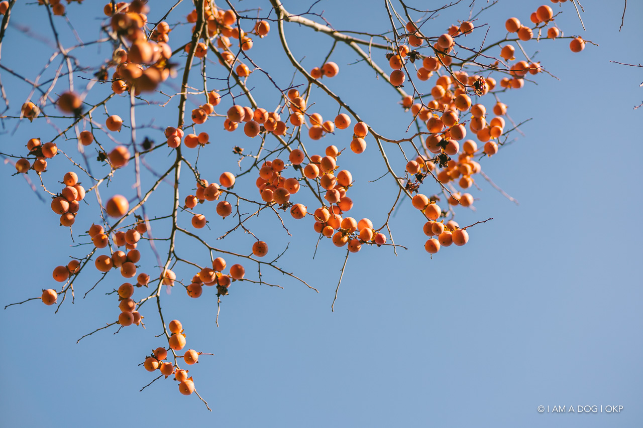 f:id:OKP:20201205173137j:plain