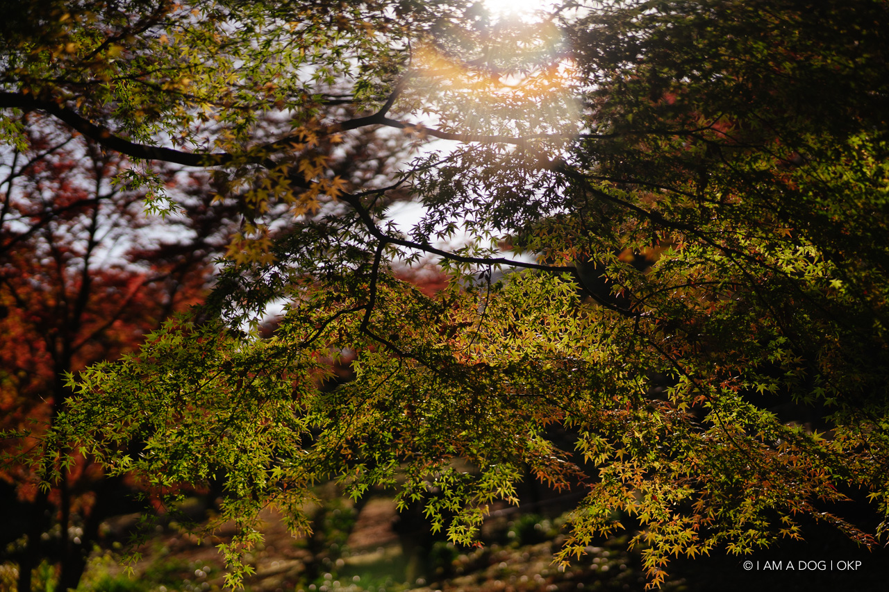 f:id:OKP:20201205173149j:plain