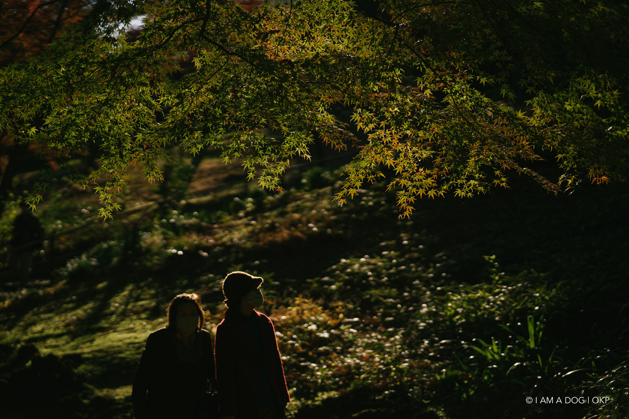 f:id:OKP:20201205173157j:plain