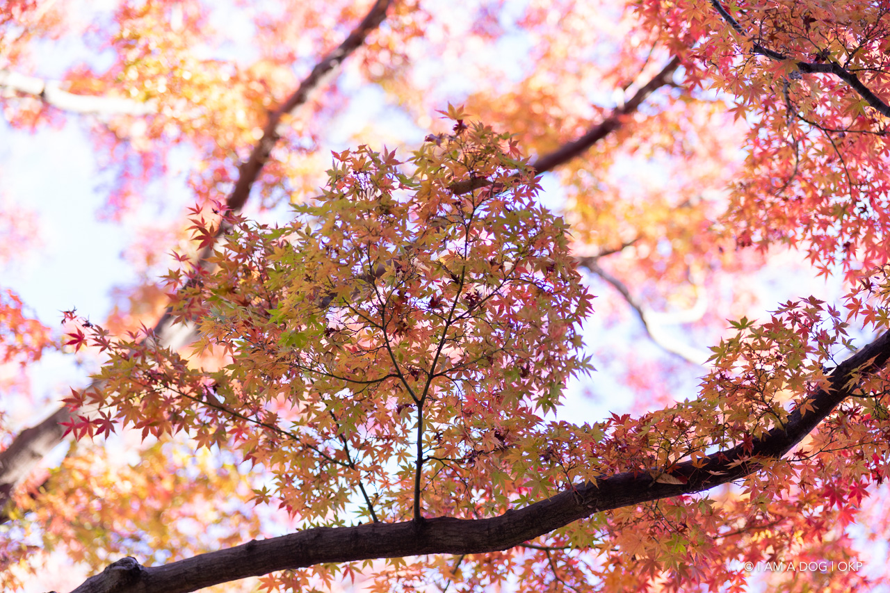 f:id:OKP:20201205173202j:plain