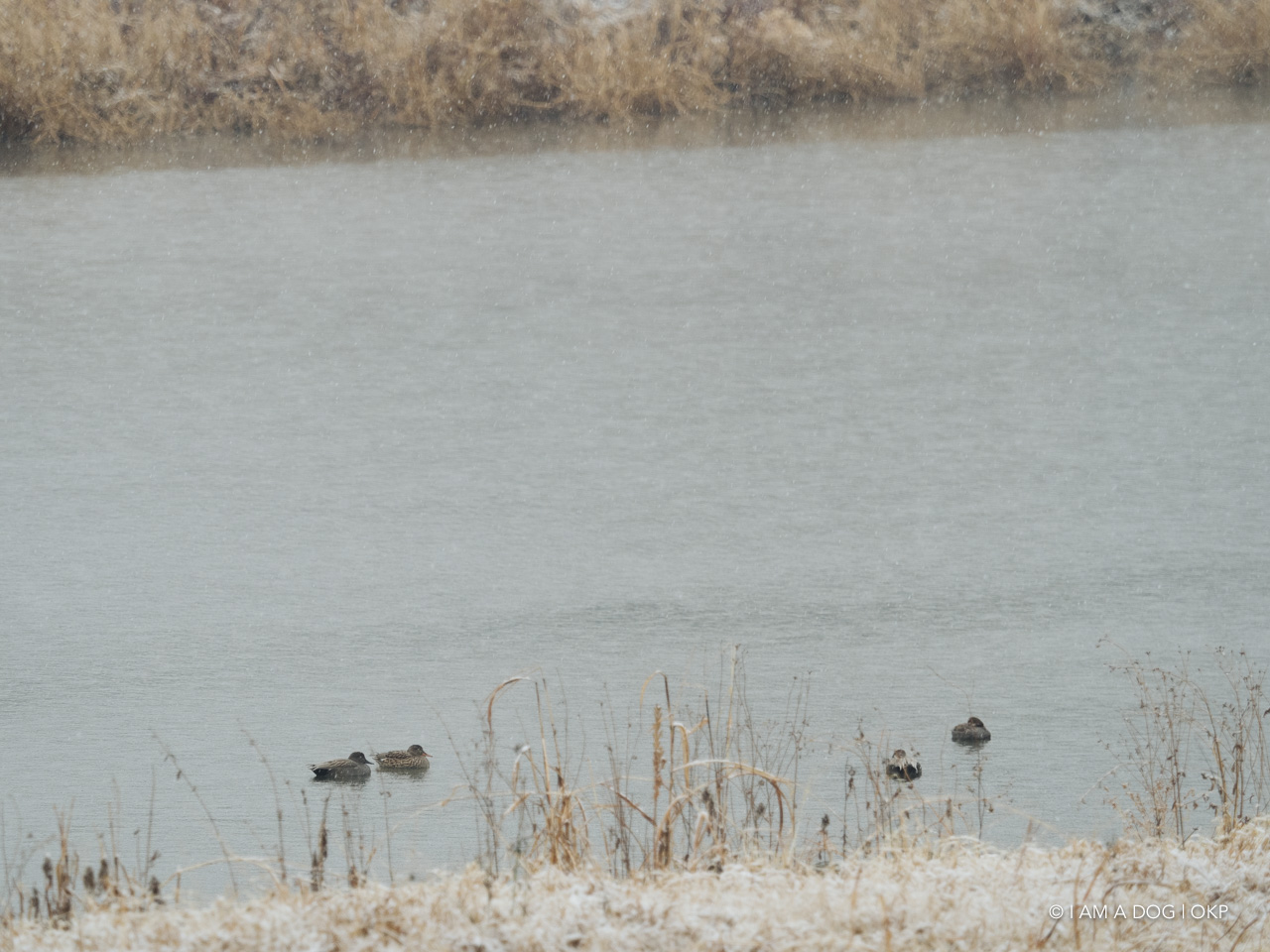 f:id:OKP:20210128225607j:plain