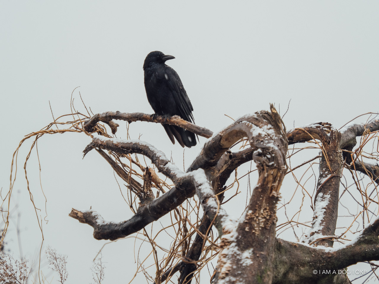 f:id:OKP:20210128225633j:plain