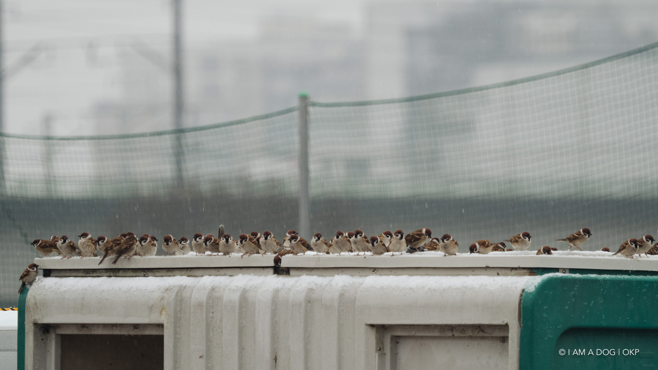 f:id:OKP:20210128225648j:plain