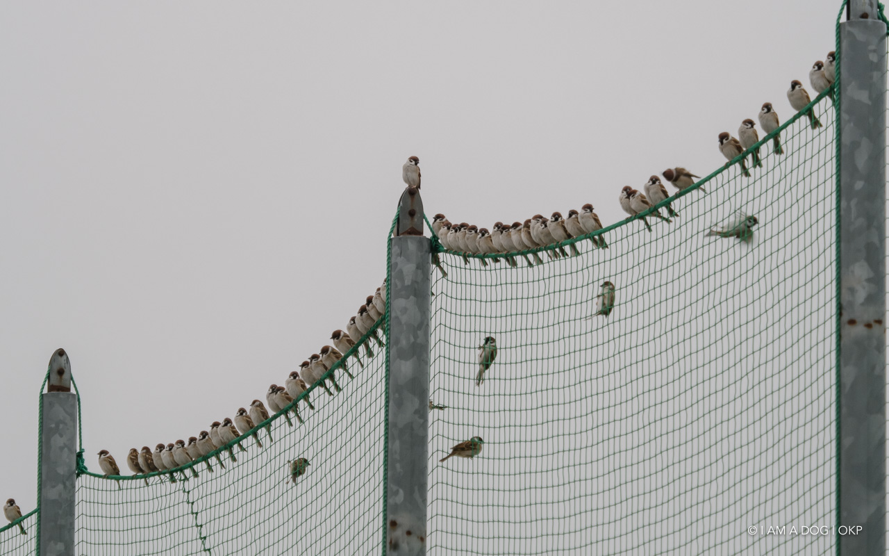 f:id:OKP:20210128225652j:plain