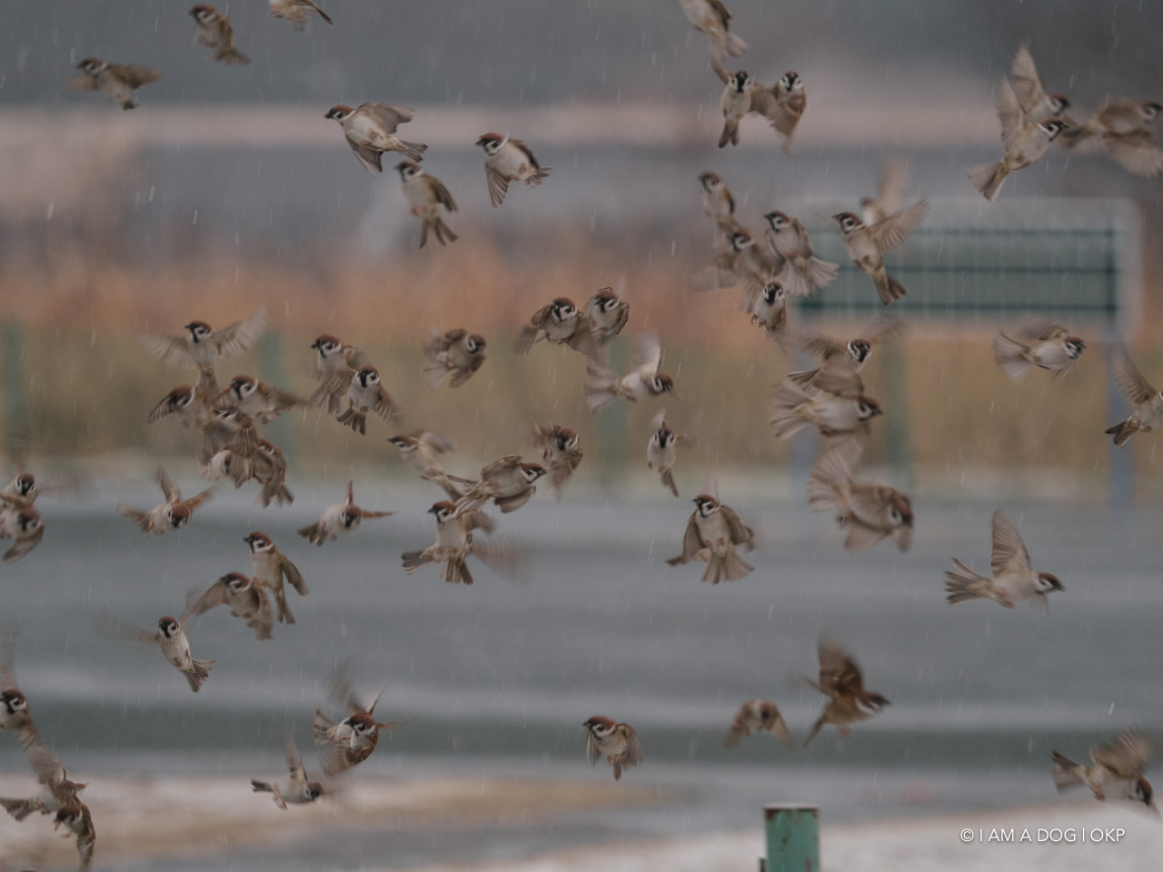 f:id:OKP:20210128225656j:plain