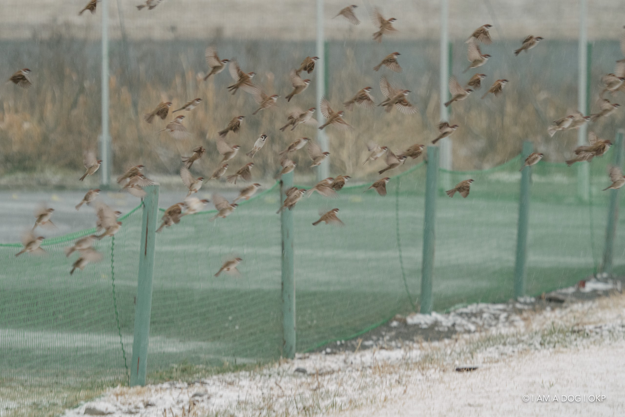 f:id:OKP:20210129013147j:plain