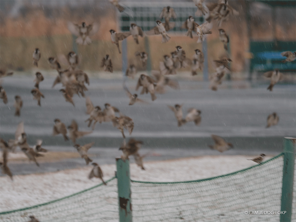 f:id:OKP:20210129112731g:plain