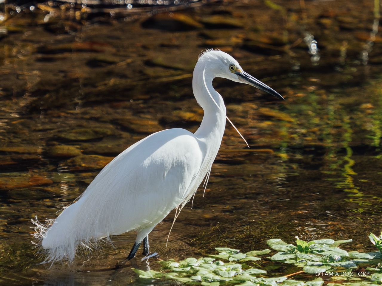 f:id:OKP:20210203165719j:plain