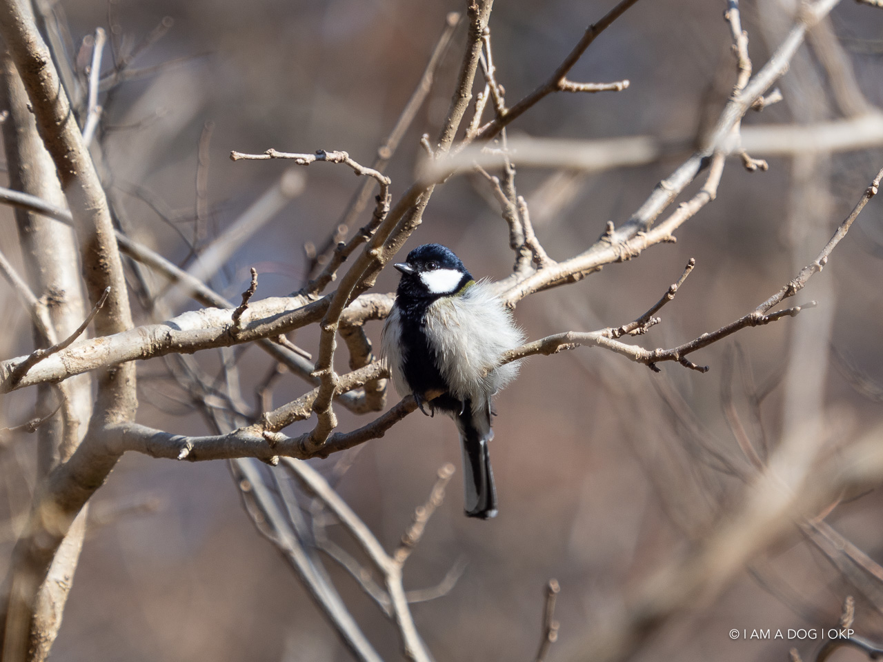 f:id:OKP:20210203165724j:plain