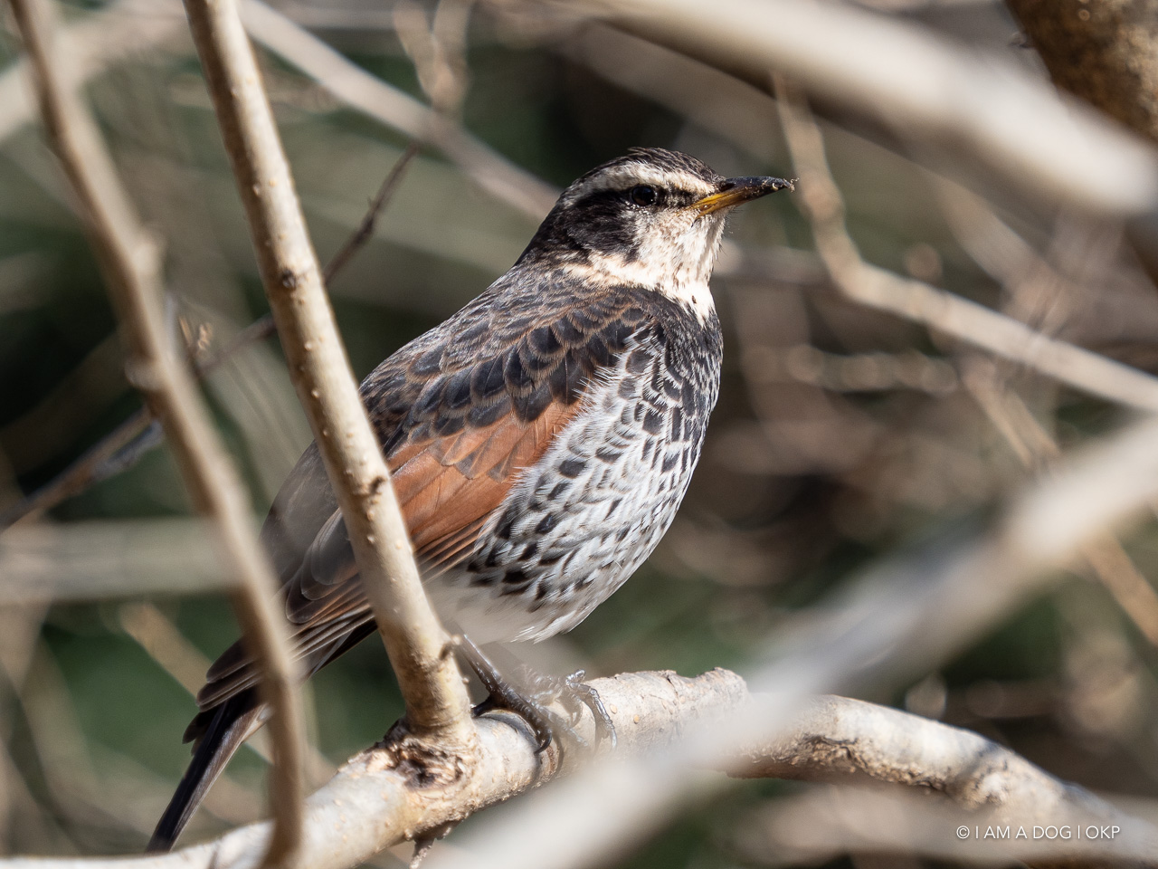 f:id:OKP:20210203165729j:plain