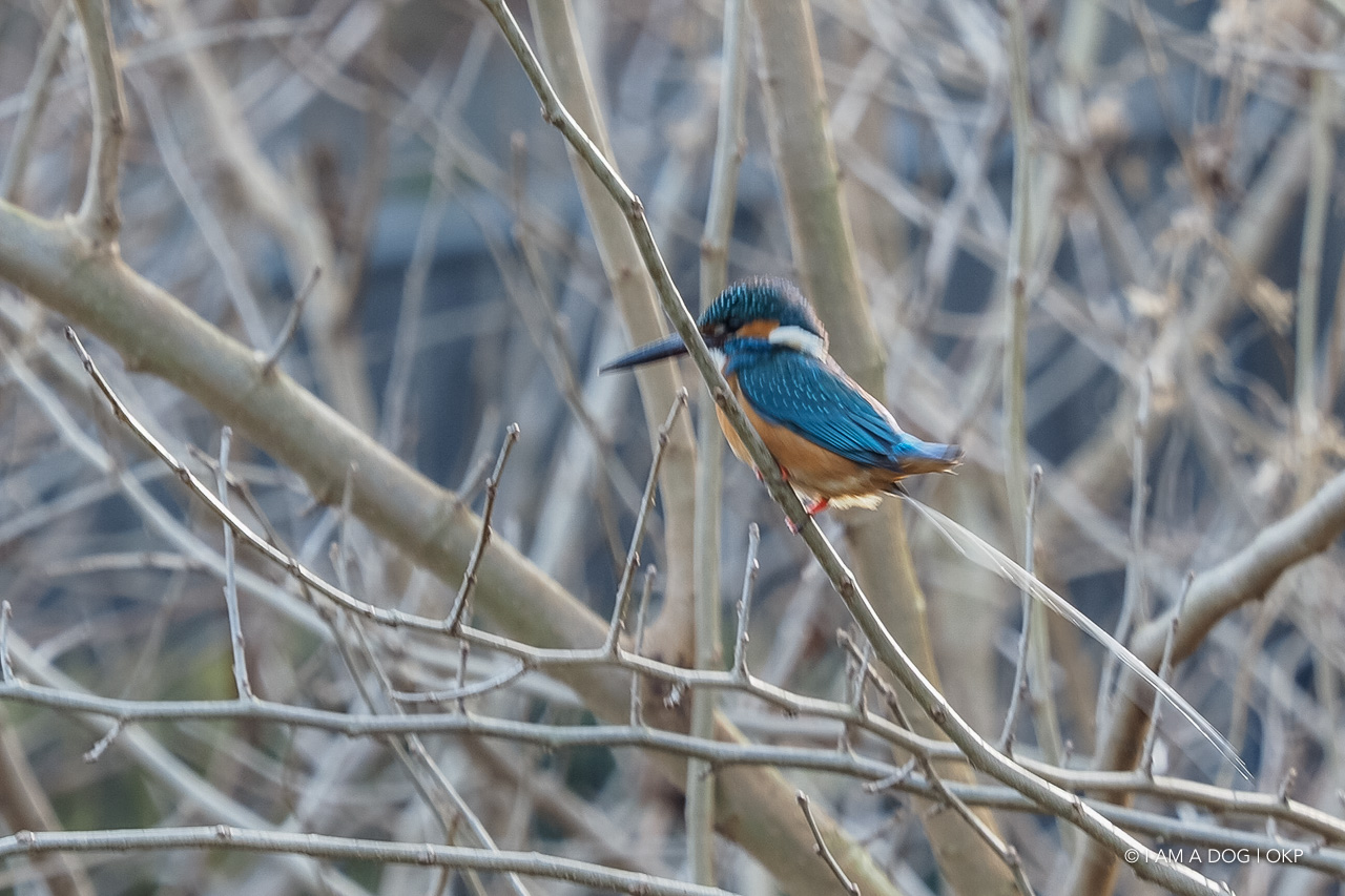 f:id:OKP:20210203165751j:plain