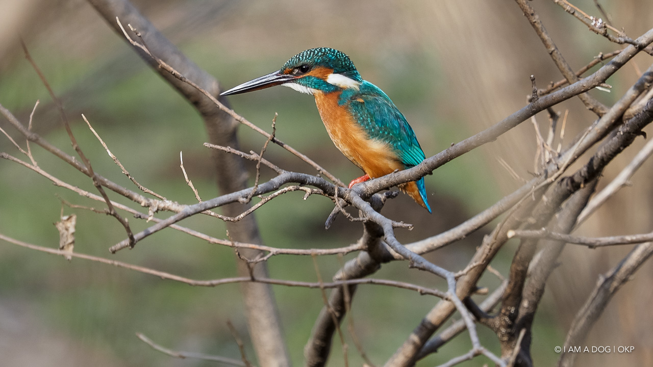 f:id:OKP:20210203165826j:plain