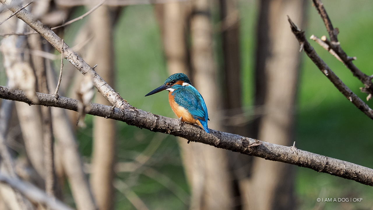 f:id:OKP:20210203165848j:plain