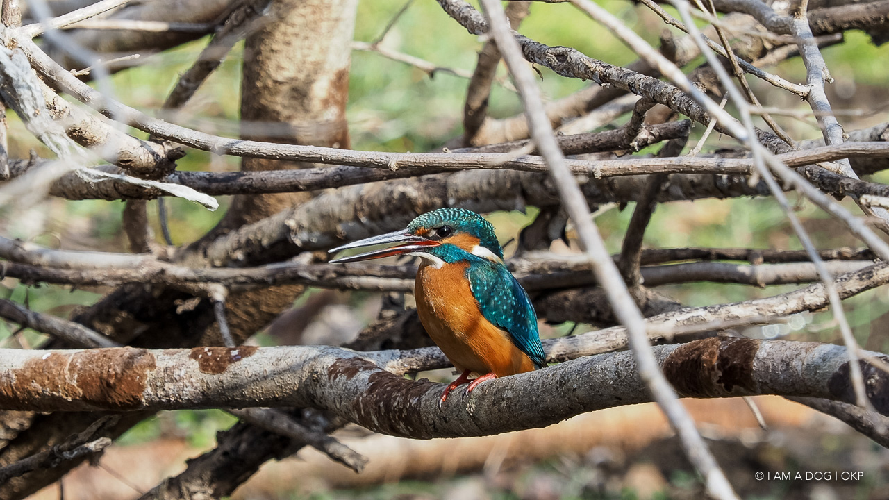 f:id:OKP:20210203165921j:plain