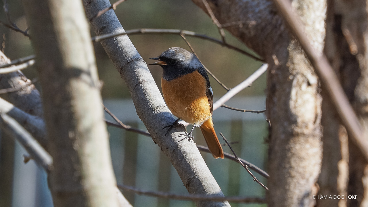 f:id:OKP:20210203165932j:plain