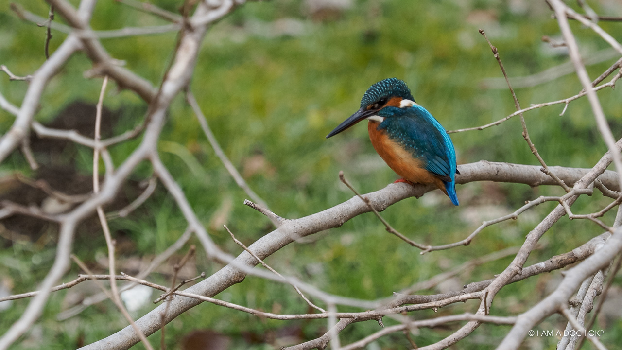 f:id:OKP:20210203165949j:plain