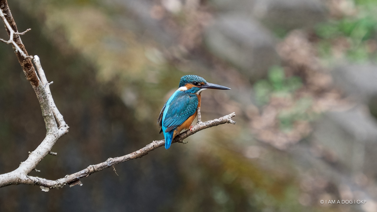 f:id:OKP:20210203165954j:plain