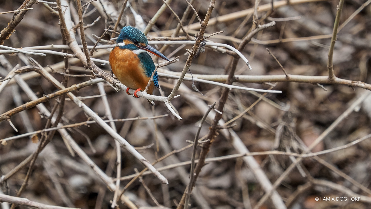 f:id:OKP:20210203165959j:plain