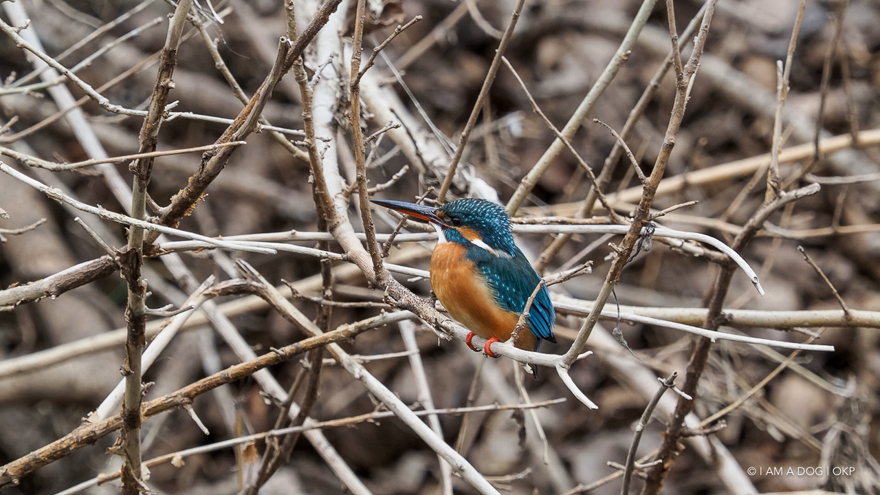 f:id:OKP:20210203170016j:plain