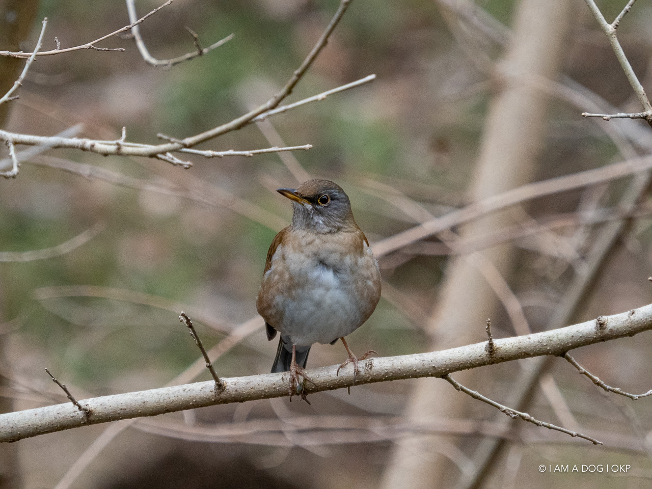 f:id:OKP:20210203170031j:plain